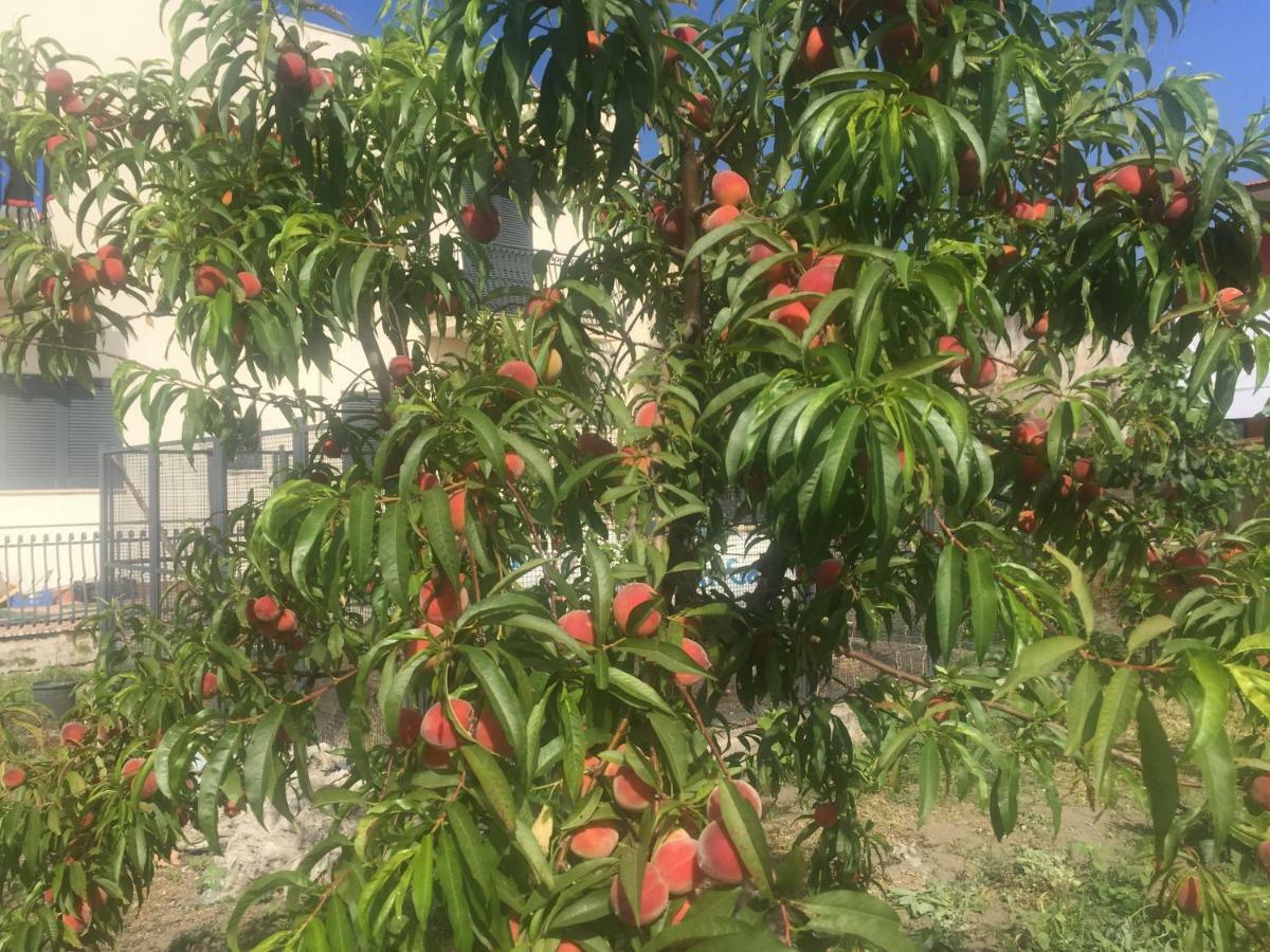 Bed and Breakfast Il Giardino Di Nonno Agostino à Castellammare di Stabia Extérieur photo