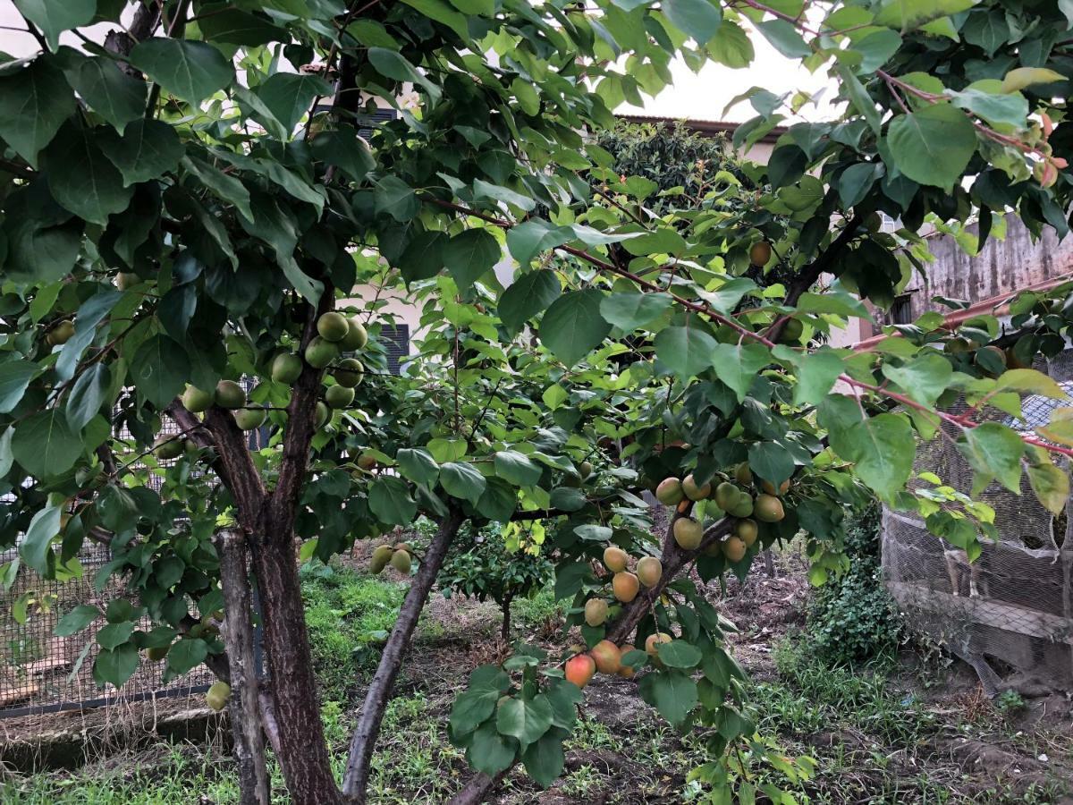 Bed and Breakfast Il Giardino Di Nonno Agostino à Castellammare di Stabia Extérieur photo